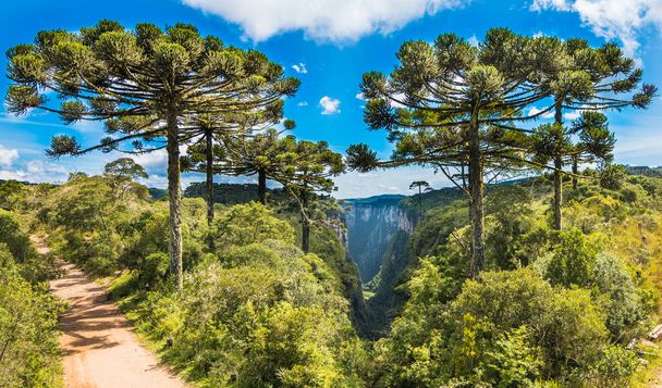 Όμορφη θέα ορισμένων δέντρων araucaria στο Itaimbezinho Canyon - Cambara do Sul, Rio grande do Sul, Βραζιλία - Φωτογραφία, εικόνα