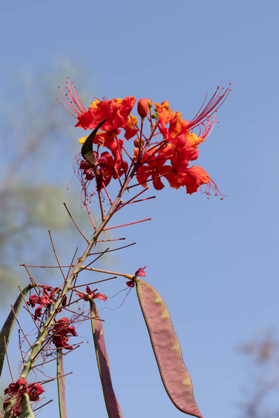 Punainen riikinkukko kukka tai Caesalpinia pulcherrima kukka kukkivat puistossa, kaunis kukka kukka kukka tausta - Valokuva, kuva