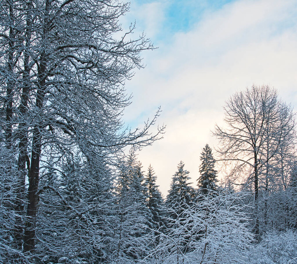 Pilvet lähellä auringonlaskua sekametsässä puuvillapuiden, kuusen ja hemlokin kanssa Kaakkois-Alaskassa talvella lumen kanssa. - Valokuva, kuva