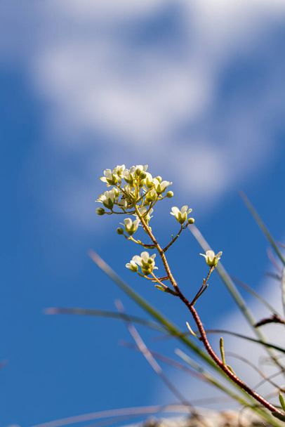 Saxifraga crustata flor nas montanhas - Foto, Imagem