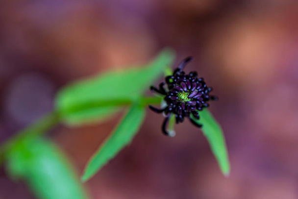 Phyteuma ovatum flor en las montañas, de cerca - Foto, imagen