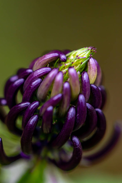 Phyteuma ovatum flower in mountains, close up shoot - Photo, Image