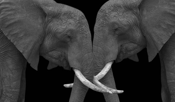 Zwei Elefanten, die zusammen auf dem schwarzen Hintergrund stehen - Foto, Bild