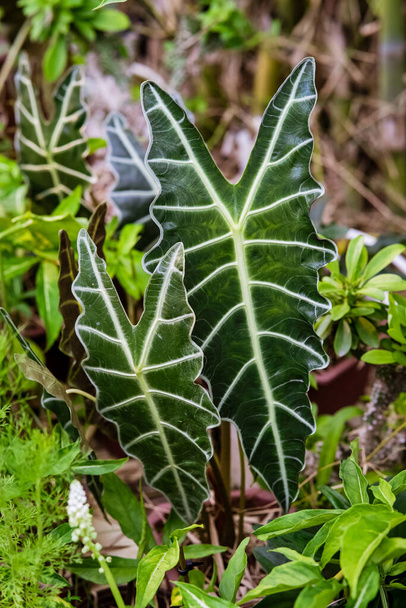 Alocasia Amazonica Sanderiana im Garten. - Foto, Bild