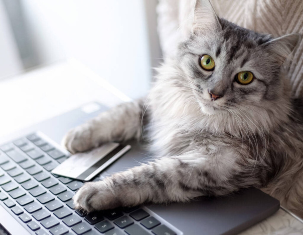 Evden online alışveriş. Gri bir kedi dizüstü bilgisayarın başında oturur ve kameraya ciddi ciddi bakar. Pençeler klavyede, yanında bir kredi kartı var. Evcil bir kedi internetten yemek sipariş eder.. - Fotoğraf, Görsel