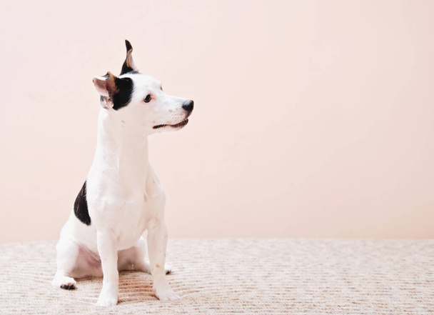 roztomilý a zvědavý Jack Russell teriér pes sedí na posteli a pozorně sleduje něco. kopírovat prostor. vtipný pes, veterinární klinika obsah - Fotografie, Obrázek