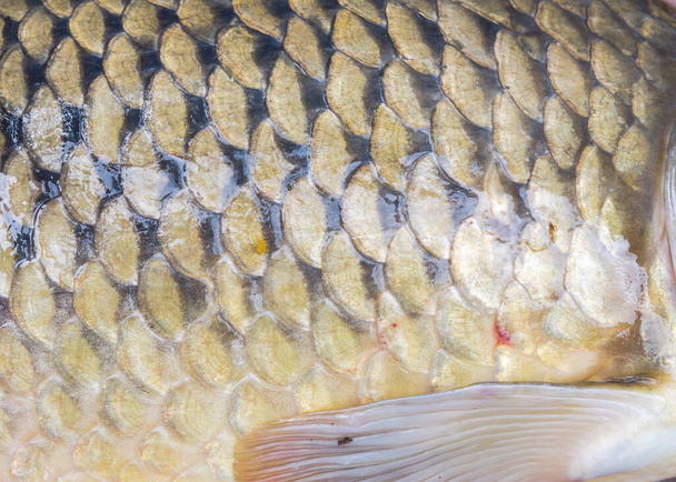 Close-up Gemeenschappelijke karper schubben en borstvin in volledig frame achtergrond zicht. Visschubben patroon en vinnen op grote Europese karper Cyprinus carpio . - Foto, afbeelding