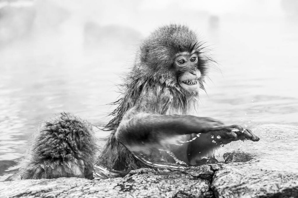 Wściekła japońska małpa śnieżna siedząca w gorącym źródle. Prefektura Nagano, Japonia. - Zdjęcie, obraz