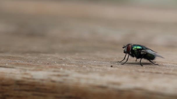 La mouche domestique commune décolle
 - Séquence, vidéo