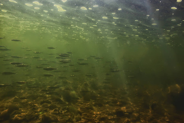 flock of small fish underwater, freshwater bleak fish anchovy seascape - Fotó, kép