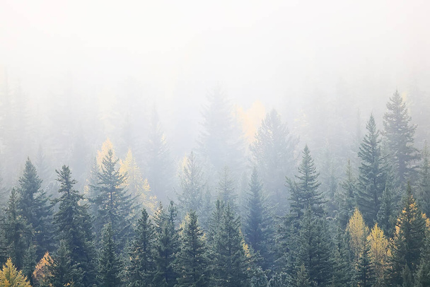 autumn fog landscape forest mountains, trees view mist - Foto, immagini