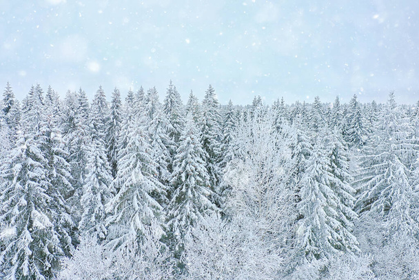 árvores floresta geada vista superior fundo, abstrato drone vista natureza sazonal inverno abeto - Foto, Imagem