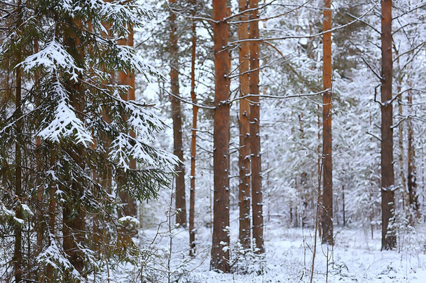coniferous forest covered with hoarfrost background, winter landscape snow trees - Foto, Bild