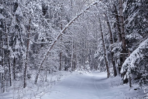 donuk arkaplan ile kaplı dallar soyut kış aralık görünümü - Fotoğraf, Görsel