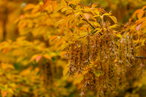 Juharmagok egy ágon ősszel - Fotó, kép
