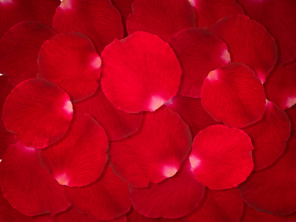υπόβαθρο της όμορφο κόκκινο ροδοπέταλα - Φωτογραφία, εικόνα
