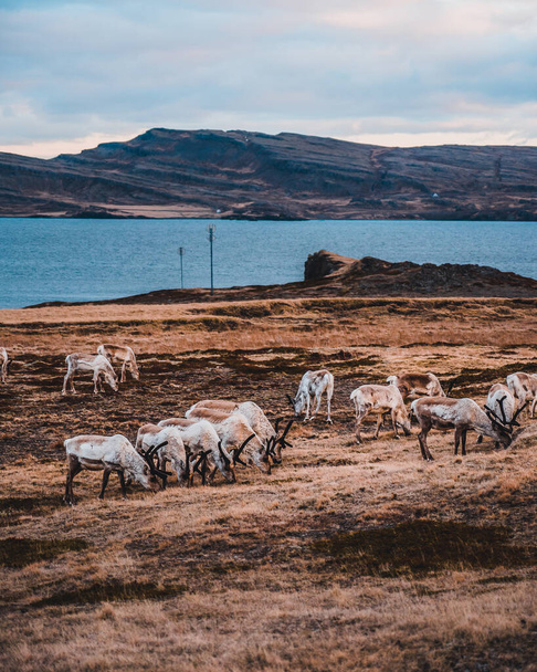 A herd of reindeer grazing on a hill on the lakeshore - Foto, Imagem