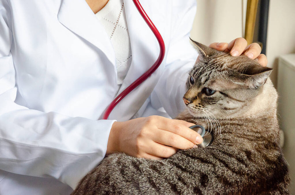 A veterinarian examining a cat with a stethoscope in the clinic - Foto, imagen
