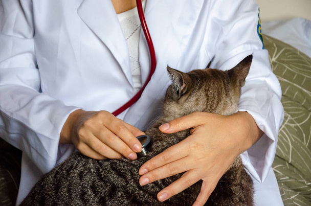 診療所で聴診器を持った猫を調べる獣医師 - 写真・画像
