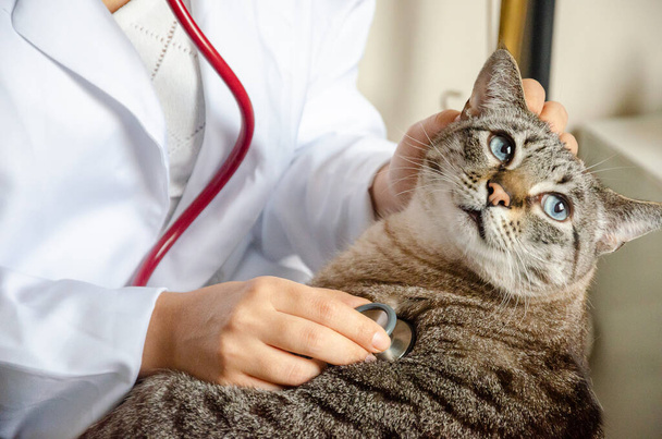 A veterinarian examining a cat with a stethoscope in the clinic - Фото, зображення
