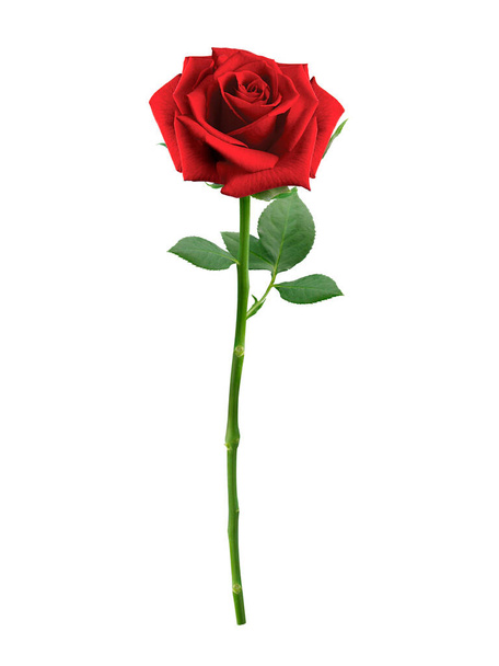 Rosa roja aislada sobre fondo blanco - Foto, Imagen