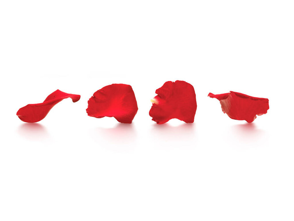 Red rose petals isolated on a white background - Photo, Image