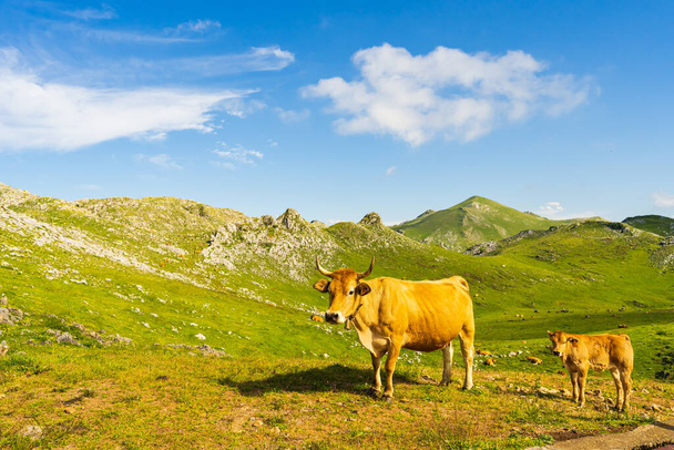 A beautiful view of cows in the field in Angliru Peak, Asturias - Фото, изображение