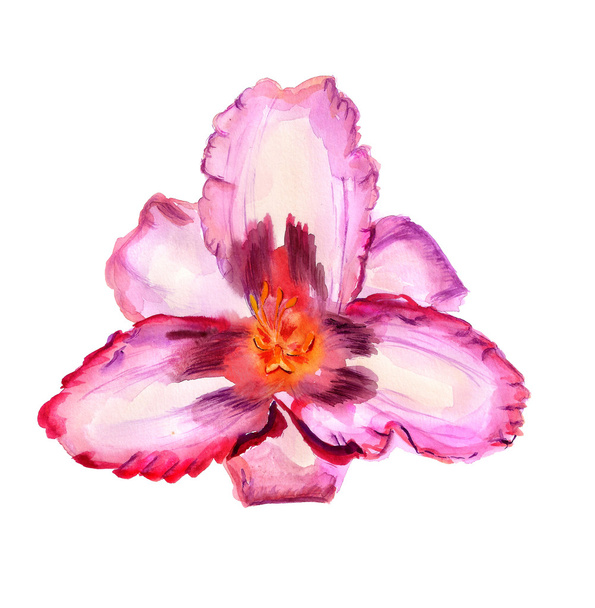 Pink lily - Fotó, kép