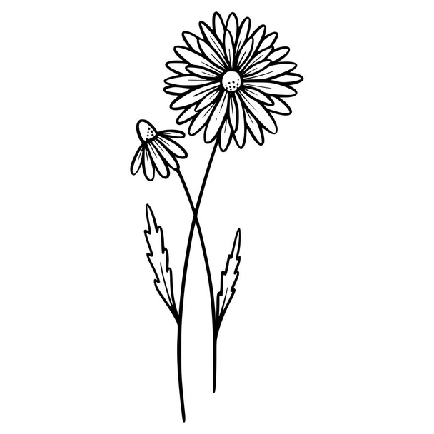  Flores Margarida no fundo branco. Ilustração desenhada à mão de uma flor de camomila. Desenho, arte de linha, tinta, vetor. - Vetor, Imagem