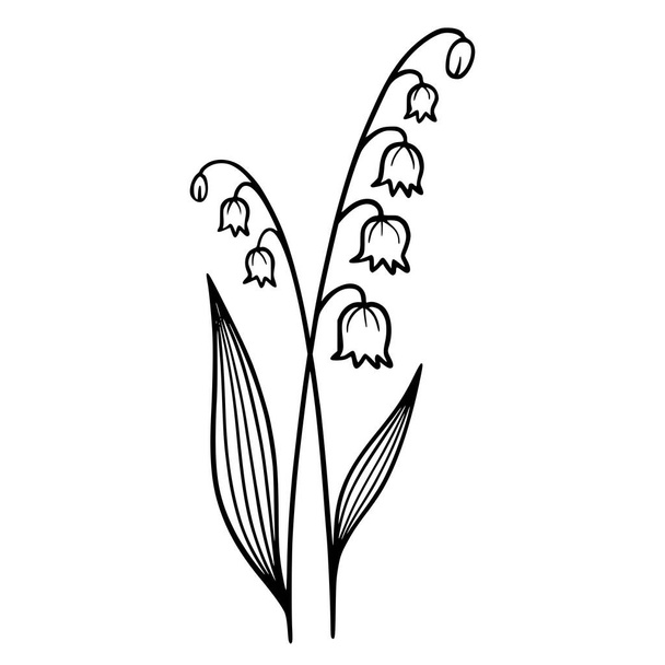  Lily of the Valley on white background. Hand-drawn illustration of a spring Lily of the Valley flower. Drawing, line art, ink, vector. - Vetor, Imagem