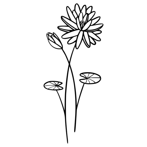  Flores de lirio de agua sobre fondo blanco. Ilustración dibujada a mano de una flor de verano. Dibujo, línea de arte, tinta, vector. - Vector, Imagen