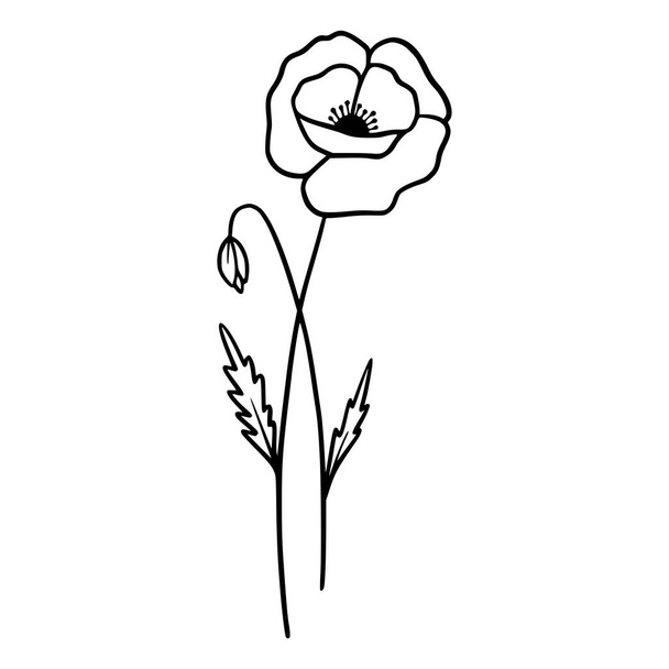  Poppy flowers on white background. Hand-drawn illustration of a summer poppy flower. Drawing, line art, ink, vector. - Wektor, obraz