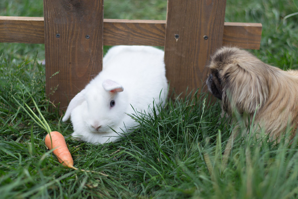 Kaninchen und Hund im Gras - Foto, Bild