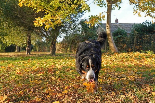 Berner Sennenhund läuft im Herbst im Park  - Foto, Bild