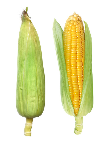 Corn isolated on white background - Zdjęcie, obraz