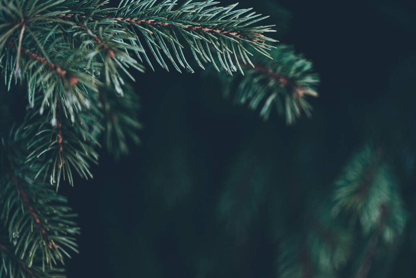closeup of pine branches with dark copy space - Photo, Image