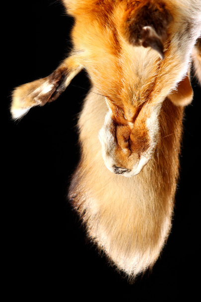 The fox fur - Фото, зображення