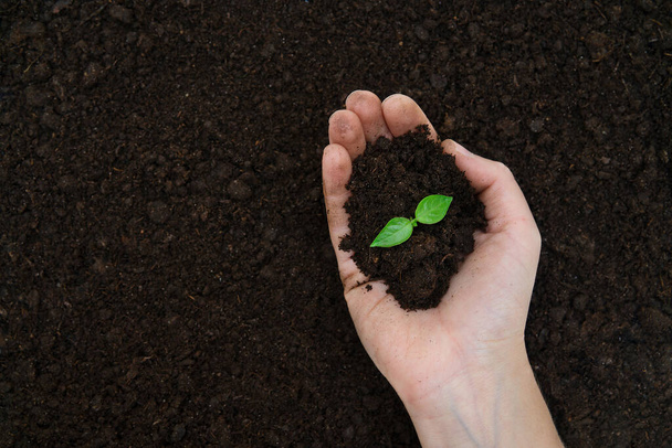 Female hand holding soil with a young plant growing. Planting out seedlings. - 写真・画像