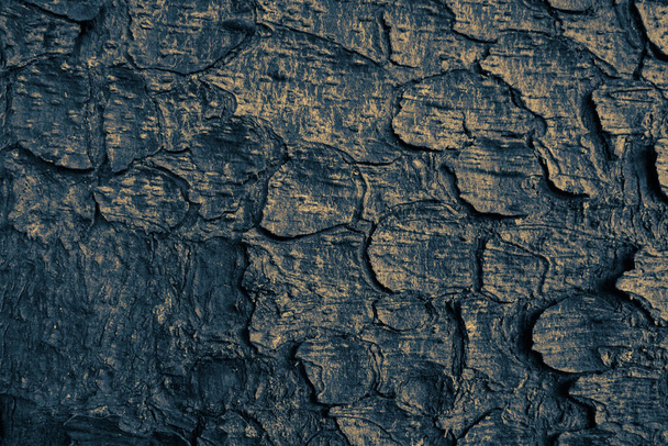 The texture of tree bark. Natural background stock photo - Fotoğraf, Görsel
