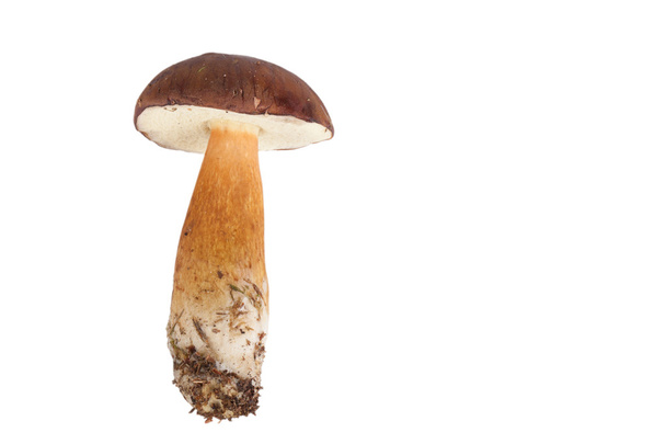 Fresh forest mushrooms (Boletus badius) isolated on white backgr - Φωτογραφία, εικόνα