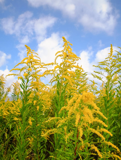 solidago canadensis and sky , Select focus - Photo, Image