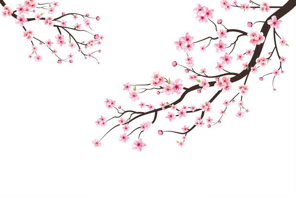 Cherry blossom branch with sakura flower. Watercolor cherry blossom vector. Pink sakura flower background. Sakura on white background. Watercolor cherry bud. Cherry blossom flower blooming vector. - Vector, Image