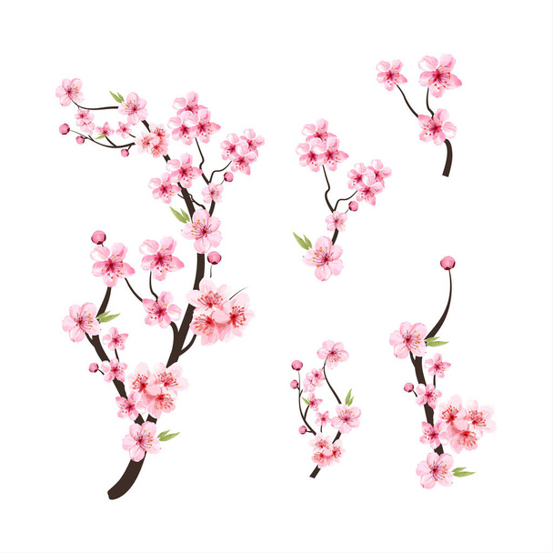 Vesiväri kirsikka kukka vektori. Kirsikankukka kukkiva vektori. Vaaleanpunainen sakura kukka tausta. Kirsikankukka oksa sakura kukka. Sakura valkoisella taustalla. Vesiväri kirsikka nuppu. - Vektori, kuva