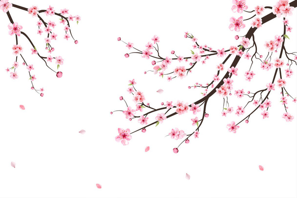 Sakura su sfondo bianco. Acquerello ciliegio germoglio. Fiore di ciliegio fiorito vettore. Sfondo rosa sakura fiore. Ramo di fiori di ciliegio con fiore di sakura. Vettore di fiori di ciliegio acquerello. - Vettoriali, immagini