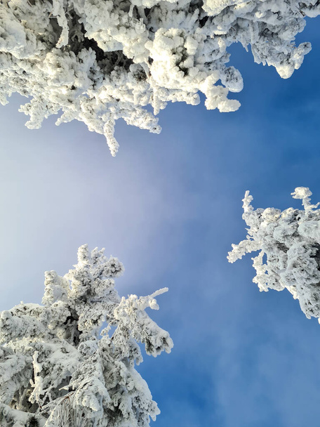 hermoso pino cubierto de espacio de copia de nieve - Foto, Imagen