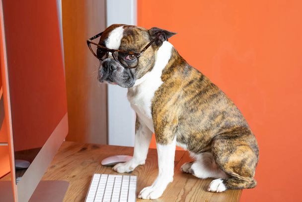 carino Boston terrier con occhiali funziona al computer come una persona - Foto, immagini