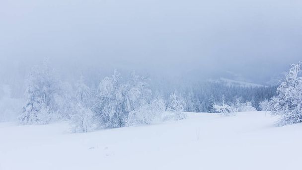 Зимние деревья в горах, покрытые свежим снегом - Фото, изображение