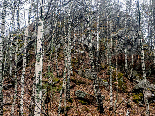 trees grow in the cracks of rocks in the mountains, Taganay National Natural Park, Zlatoust, Russia - Фото, изображение