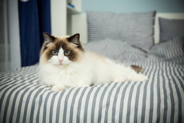 Young healthy beautiful purebred Ragdoll cat, on the bed - Фото, изображение