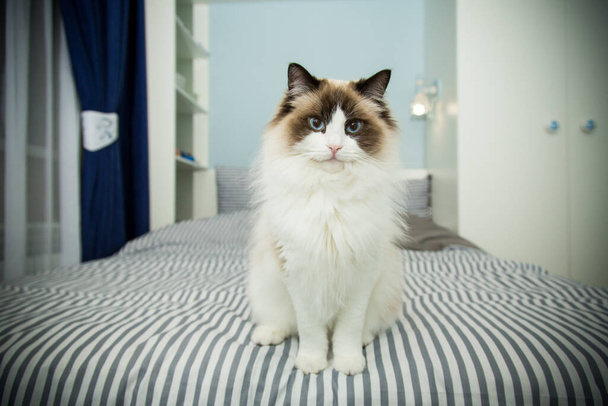 Young beautiful purebred Ragdoll cat at home - Фото, изображение